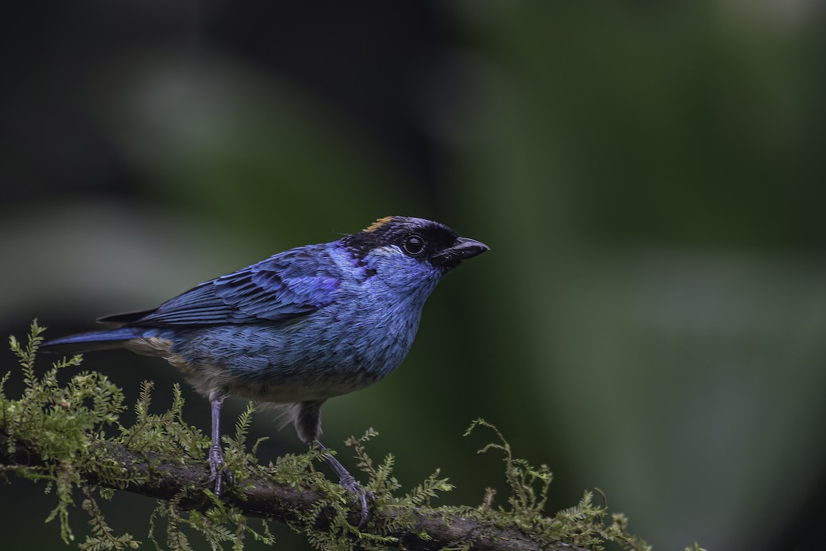 Golden-naped Tanager - ML620618575