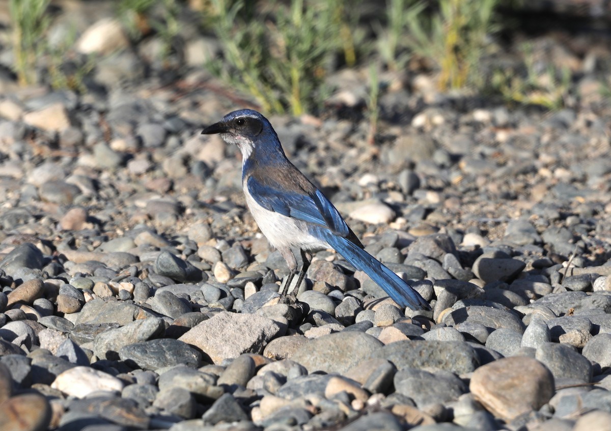 California Scrub-Jay - ML620618577