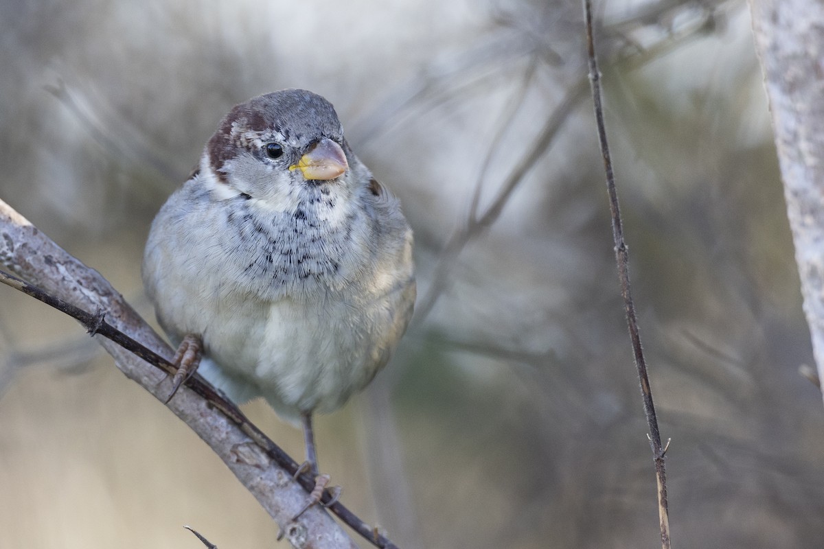 Moineau domestique - ML620618578