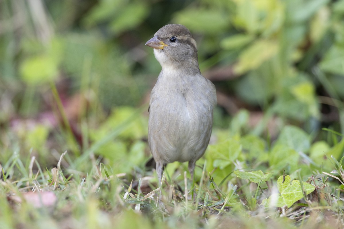 House Sparrow - ML620618579