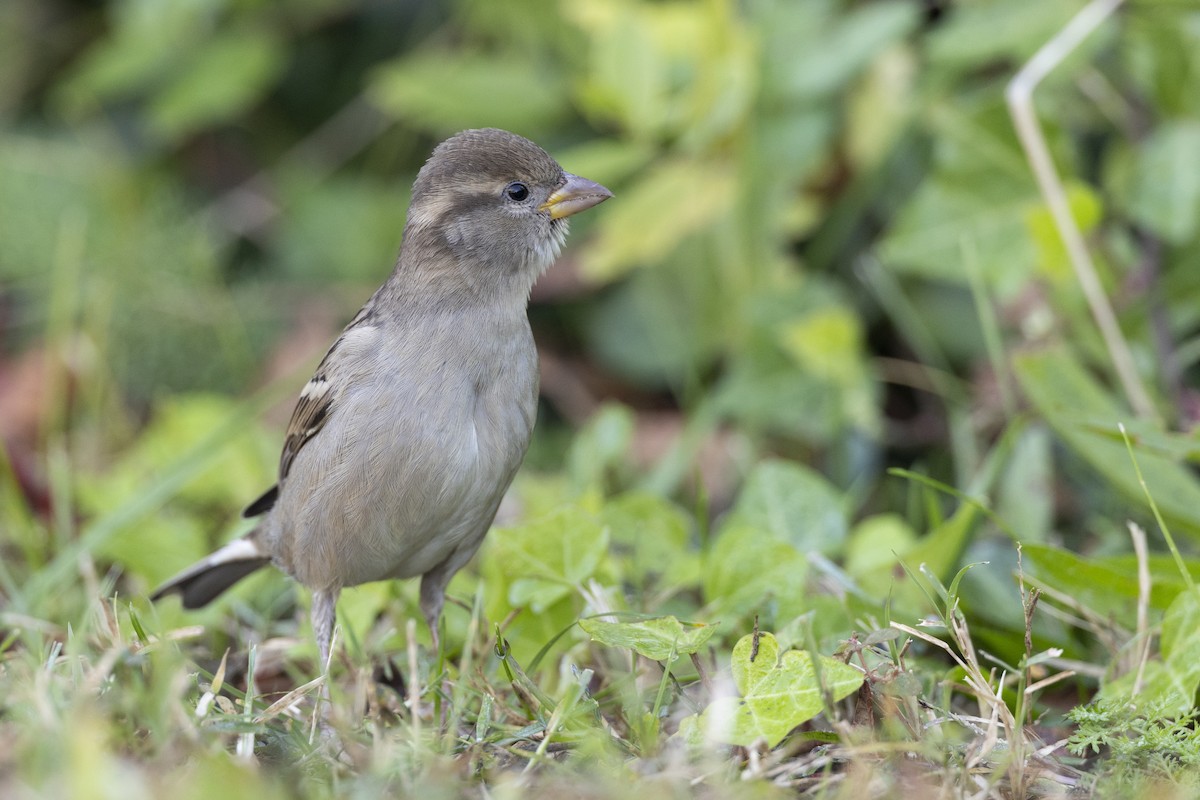 House Sparrow - ML620618580