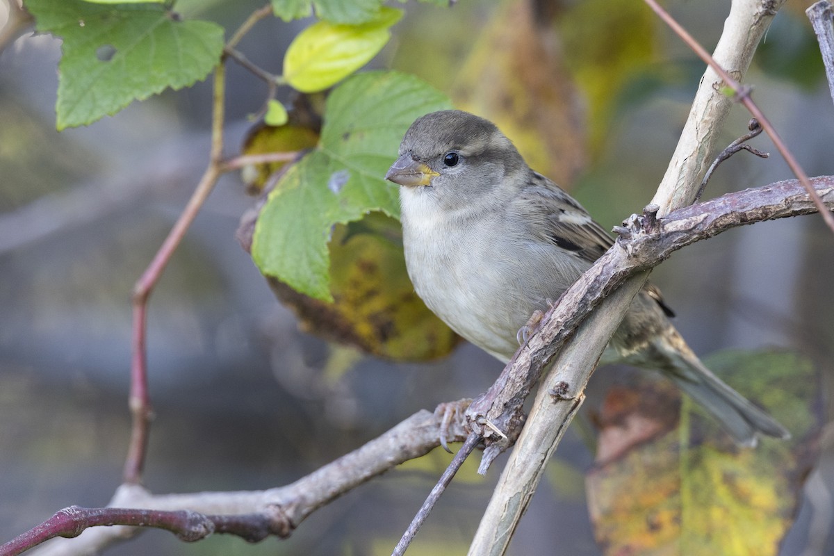 Moineau domestique - ML620618581