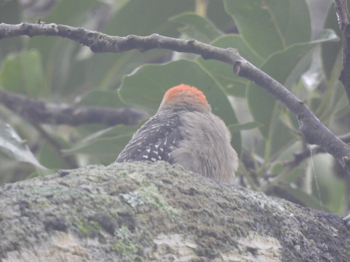 Golden-fronted Woodpecker - ML620618588