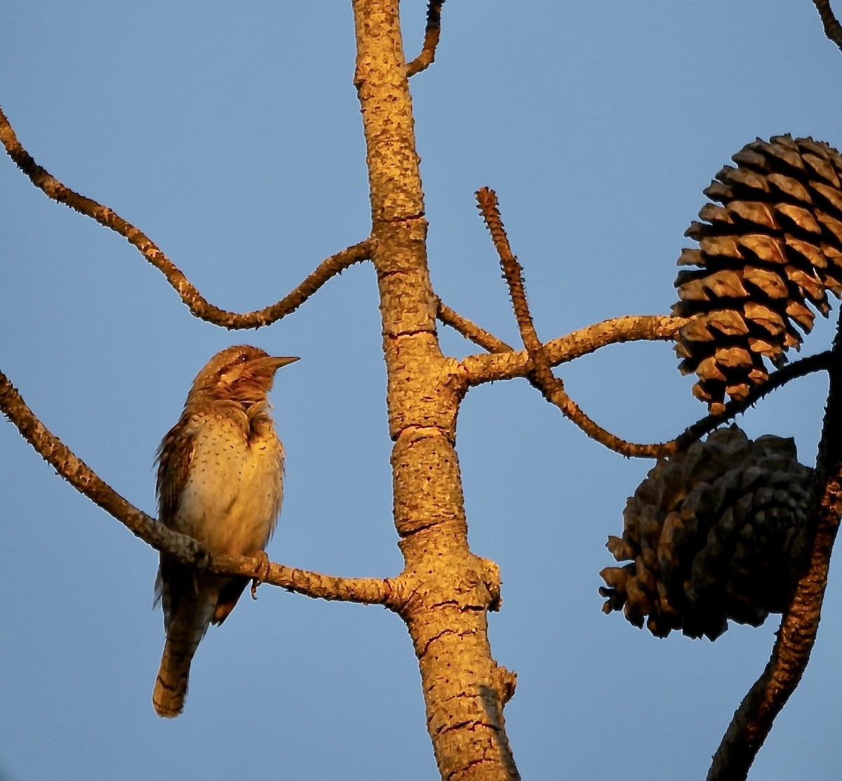 Eurasian Wryneck - ML620618593