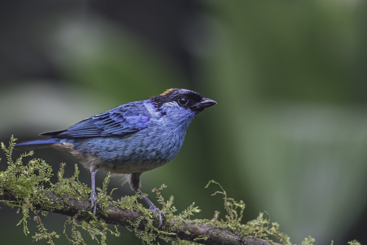 Golden-naped Tanager - ML620618594