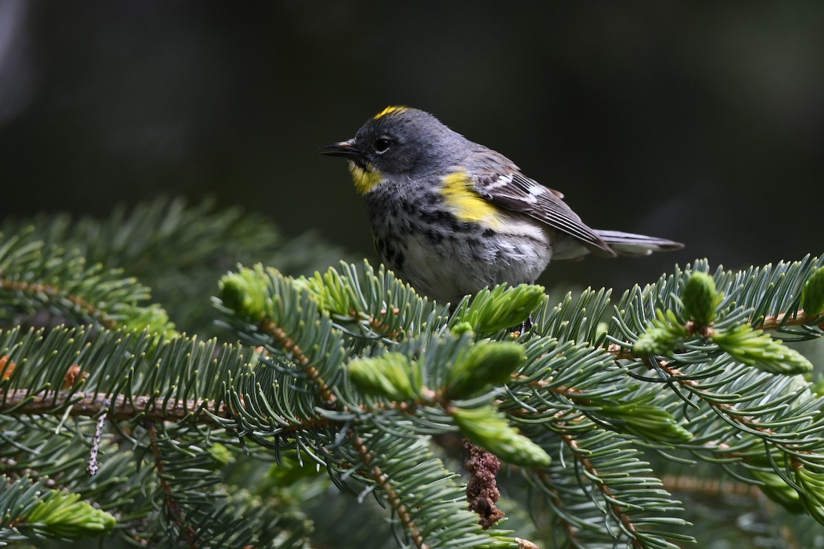 Yellow-rumped Warbler - ML620618595