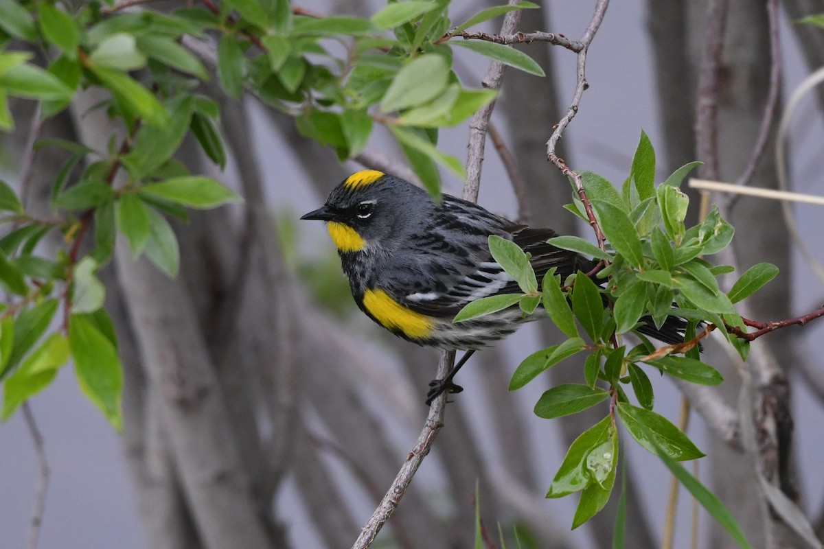 Yellow-rumped Warbler - ML620618596