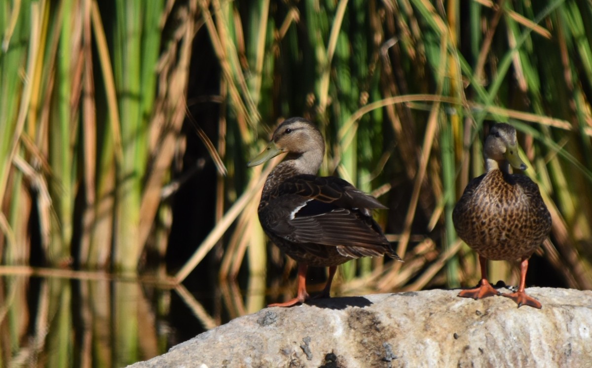 Mexican Duck - Steve Nord