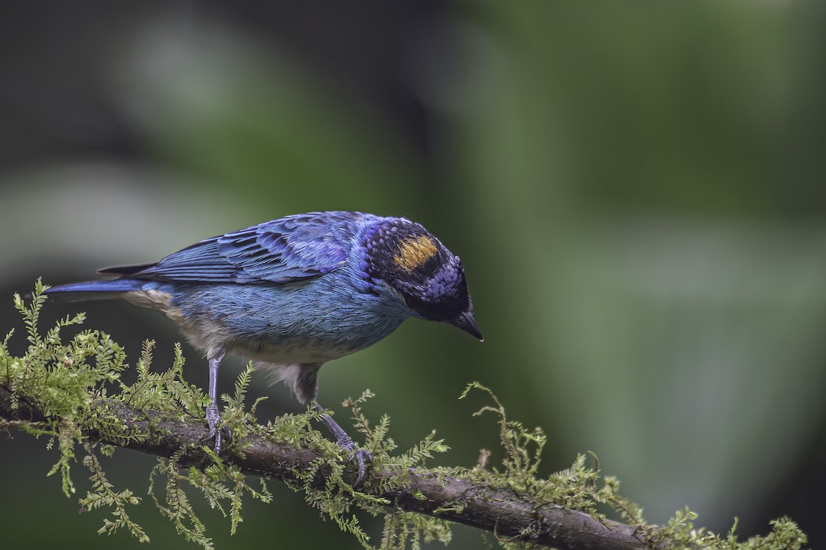 Golden-naped Tanager - ML620618598