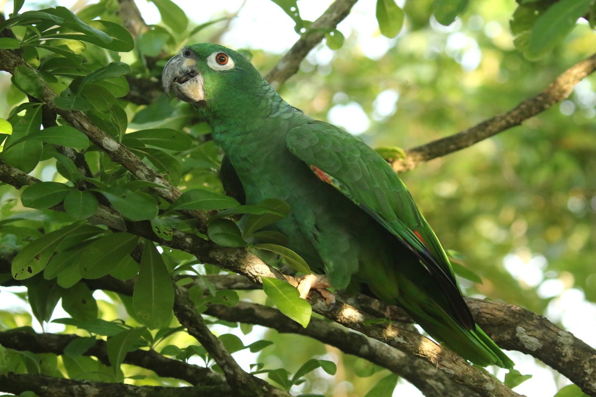 ムジボウシインコ - ML620618601