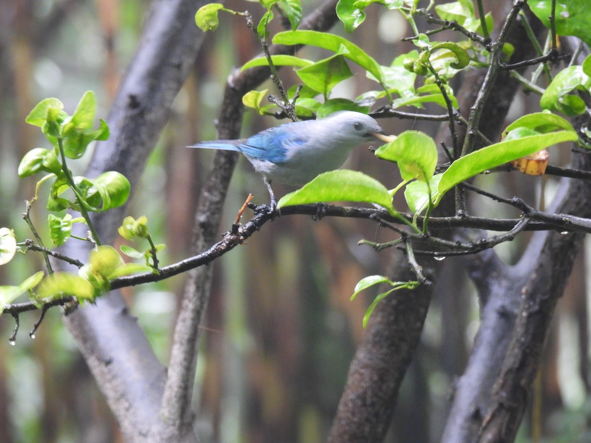 Blue-gray Tanager - ML620618608