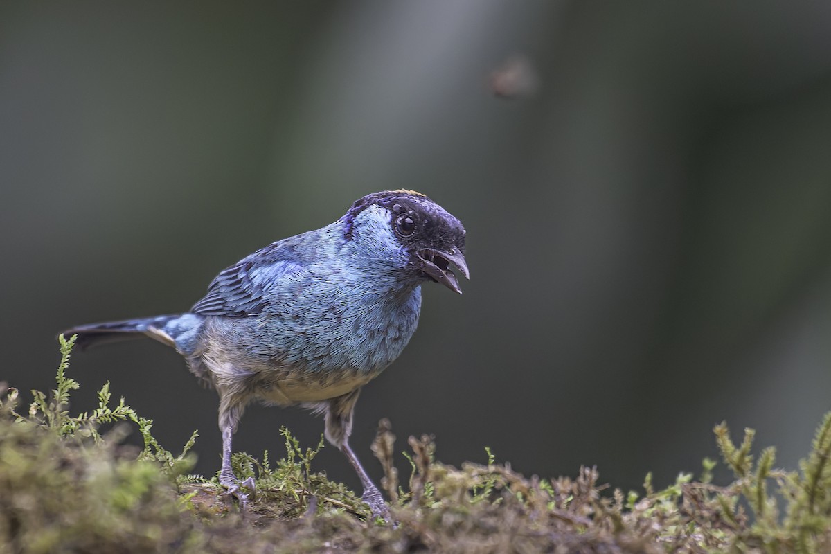 Golden-naped Tanager - ML620618613