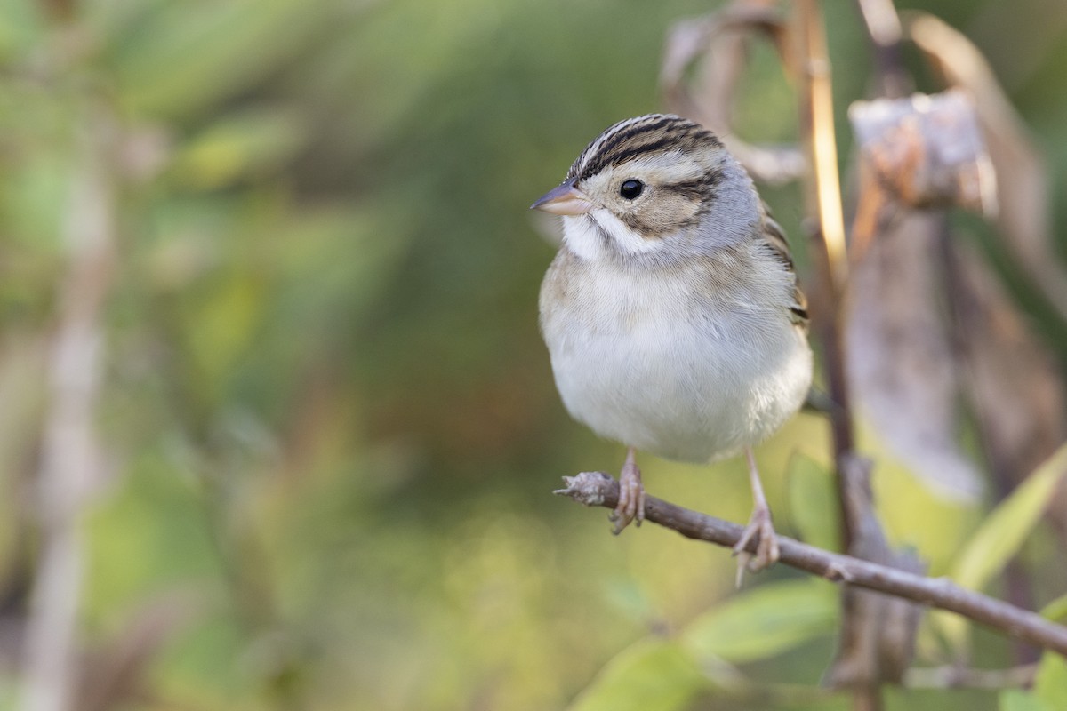 Clay-colored Sparrow - Michael Stubblefield