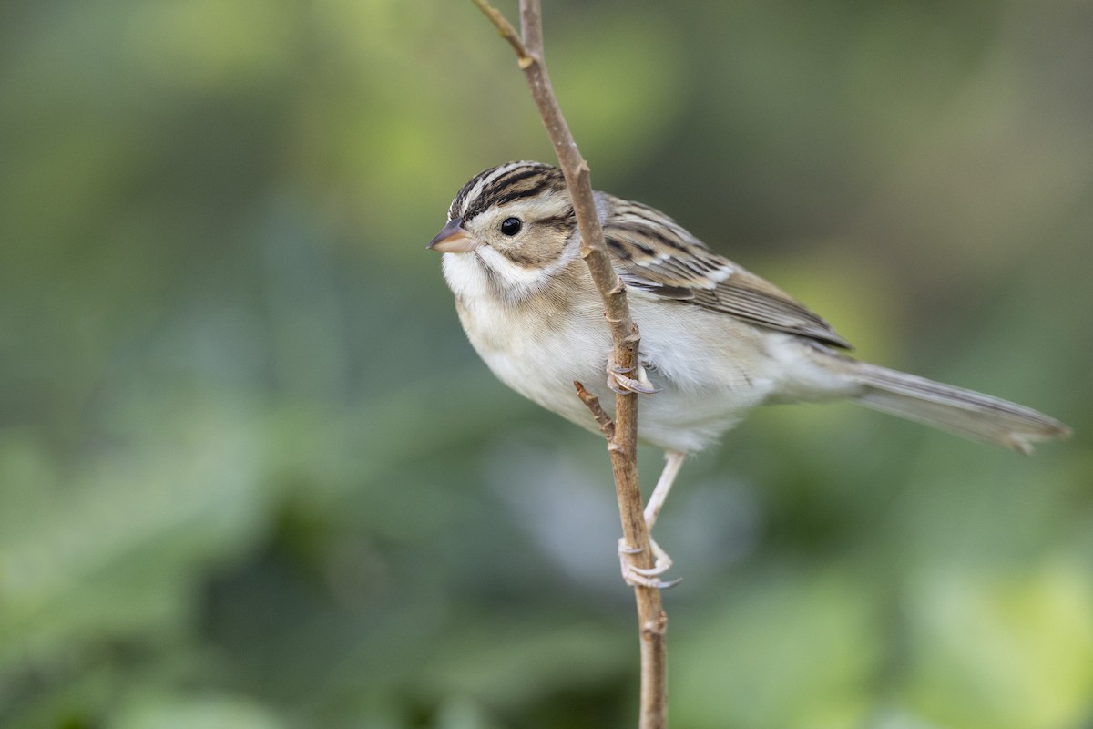Clay-colored Sparrow - ML620618615