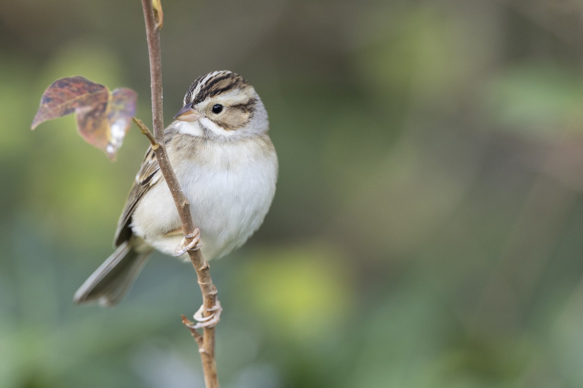 Clay-colored Sparrow - ML620618616