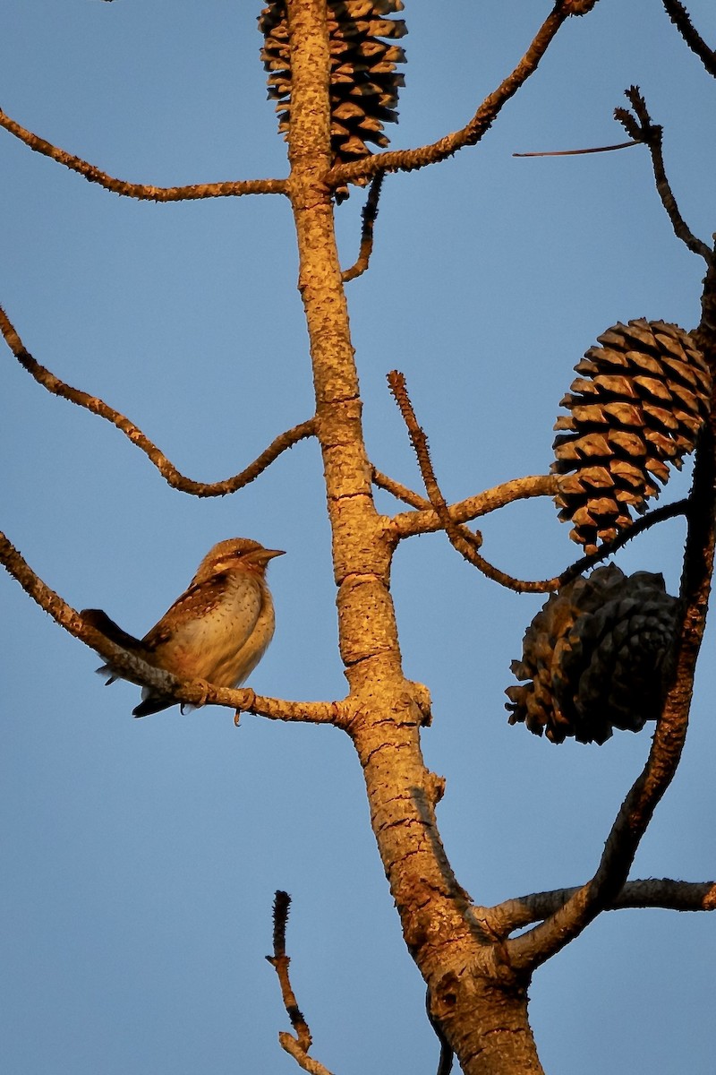 Eurasian Wryneck - ML620618619