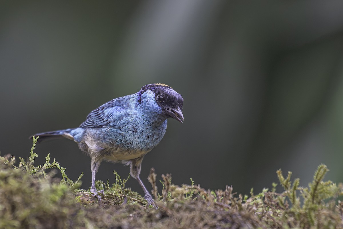 Golden-naped Tanager - ML620618620