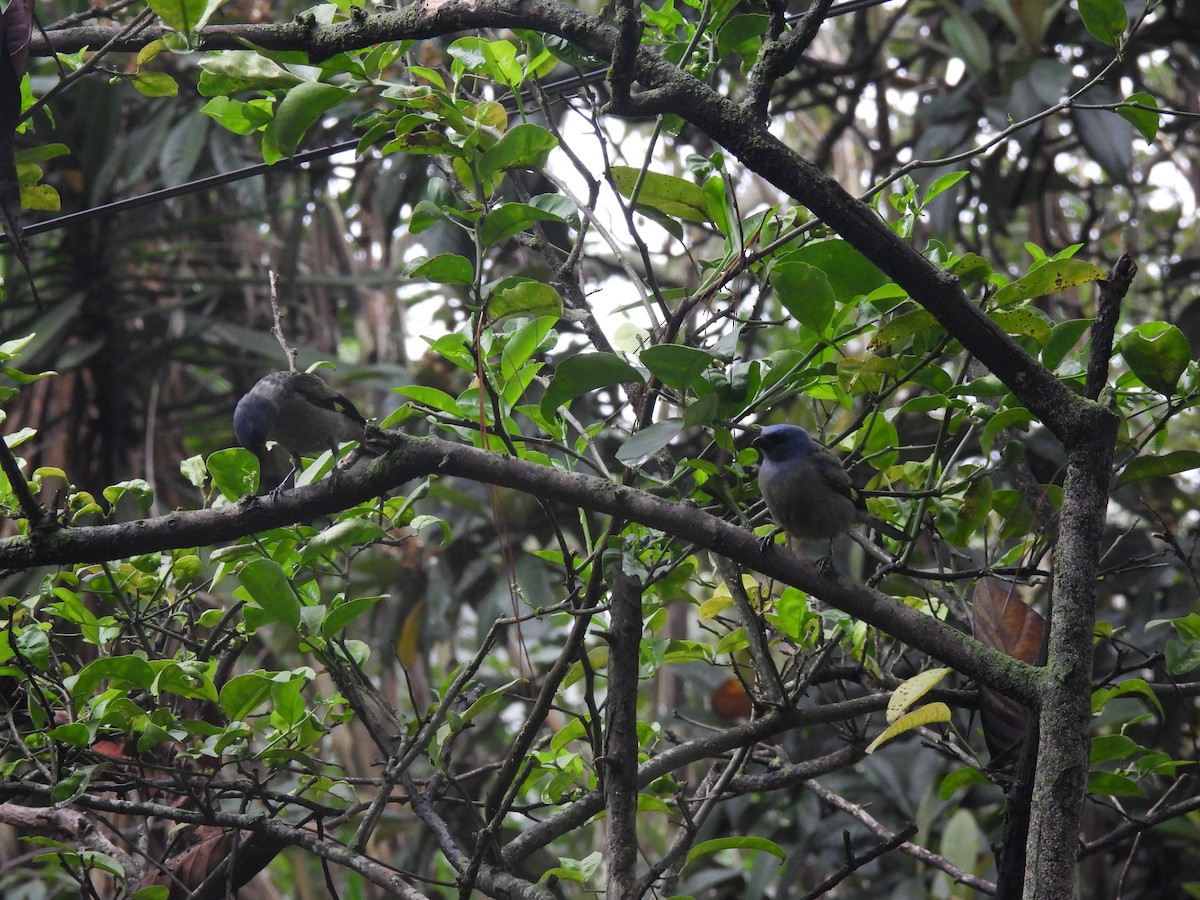 Yellow-winged Tanager - ML620618621