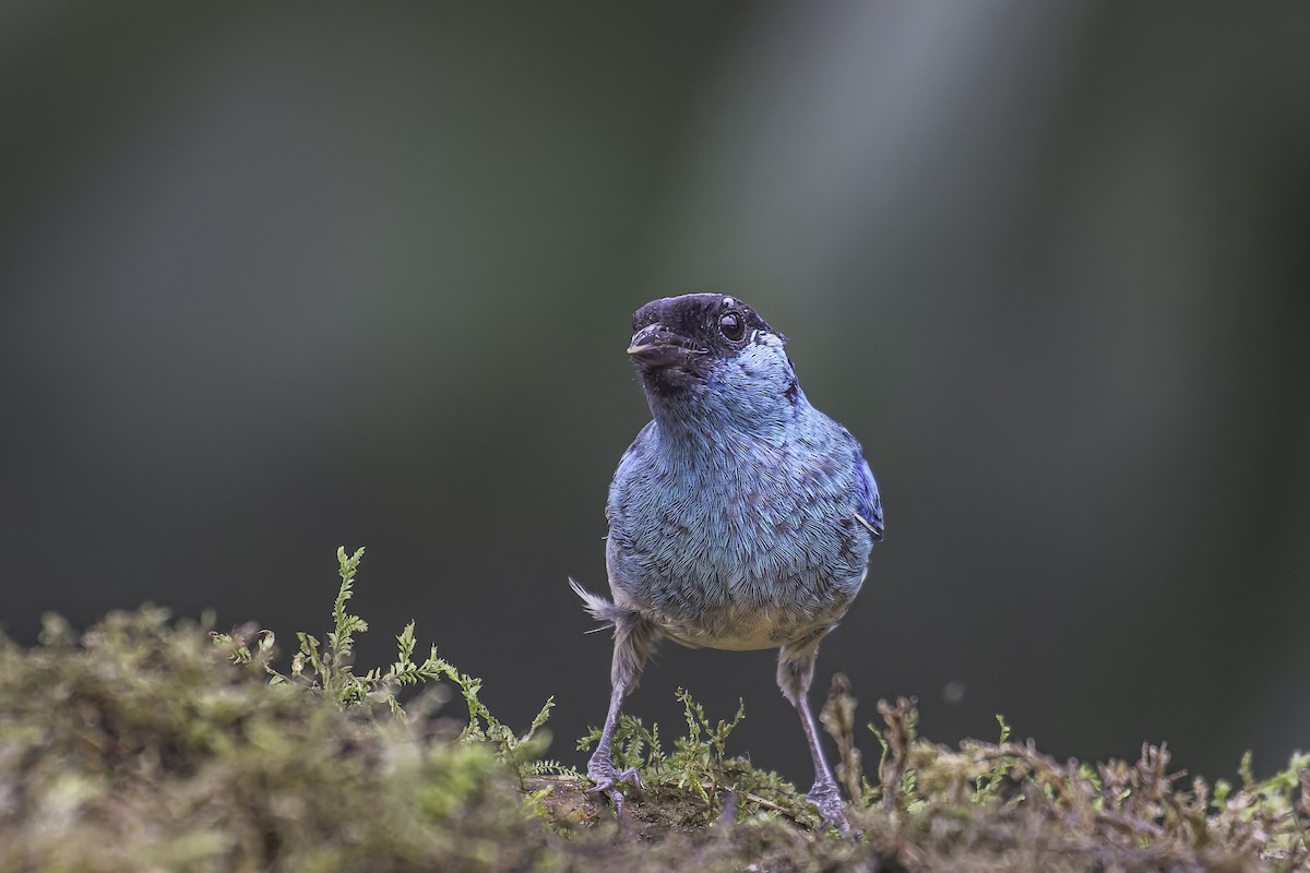 Golden-naped Tanager - ML620618622