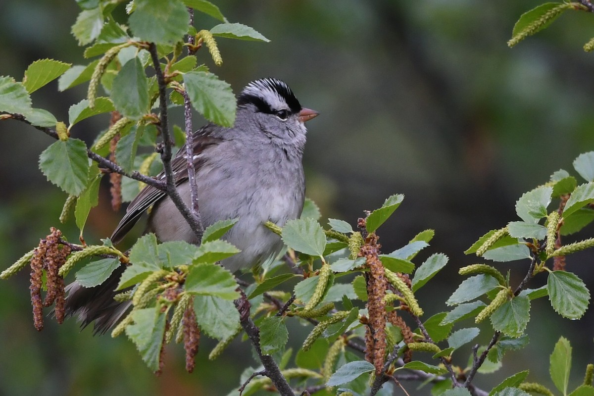 White-crowned Sparrow - ML620618623