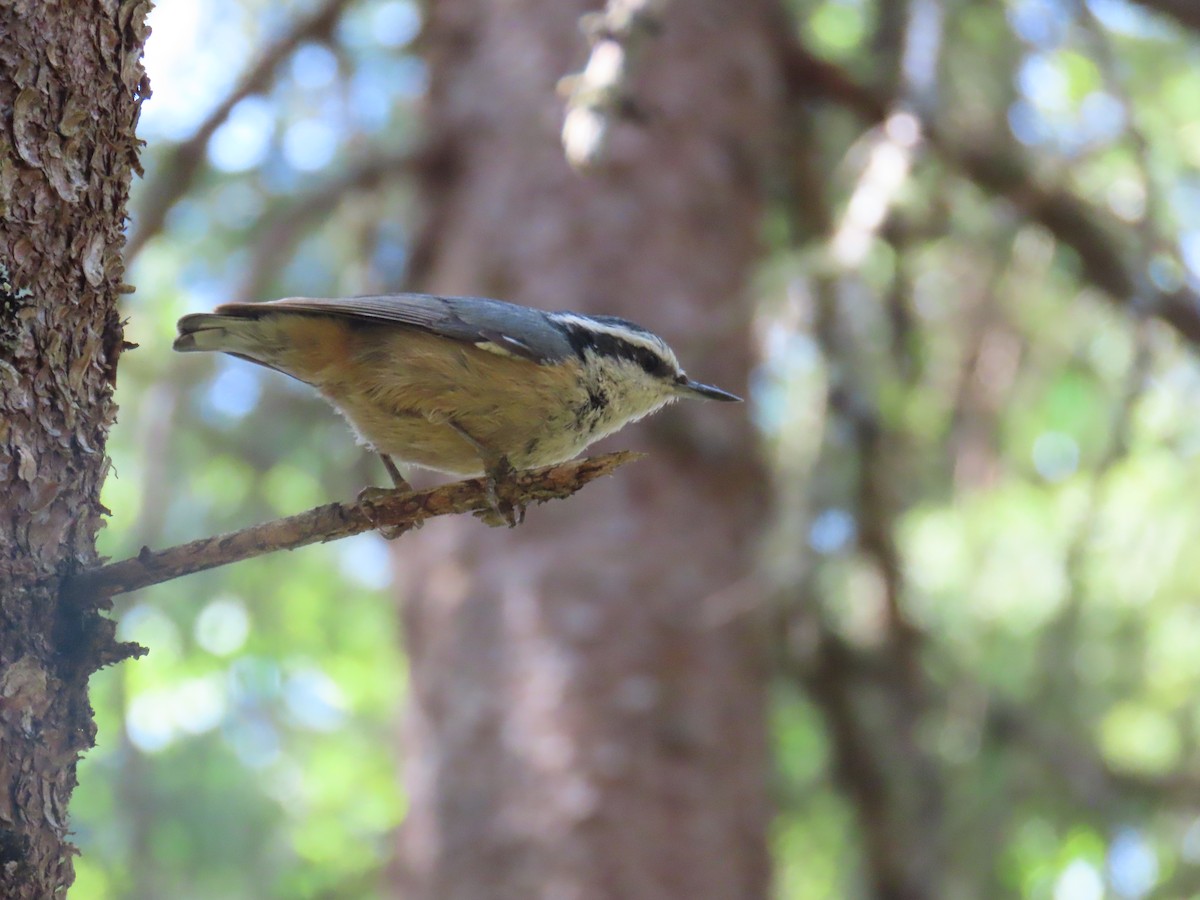 Red-breasted Nuthatch - ML620618624