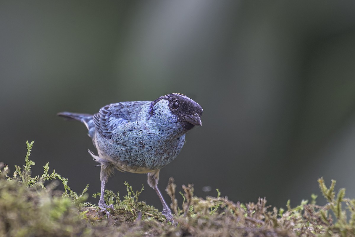 Golden-naped Tanager - ML620618625