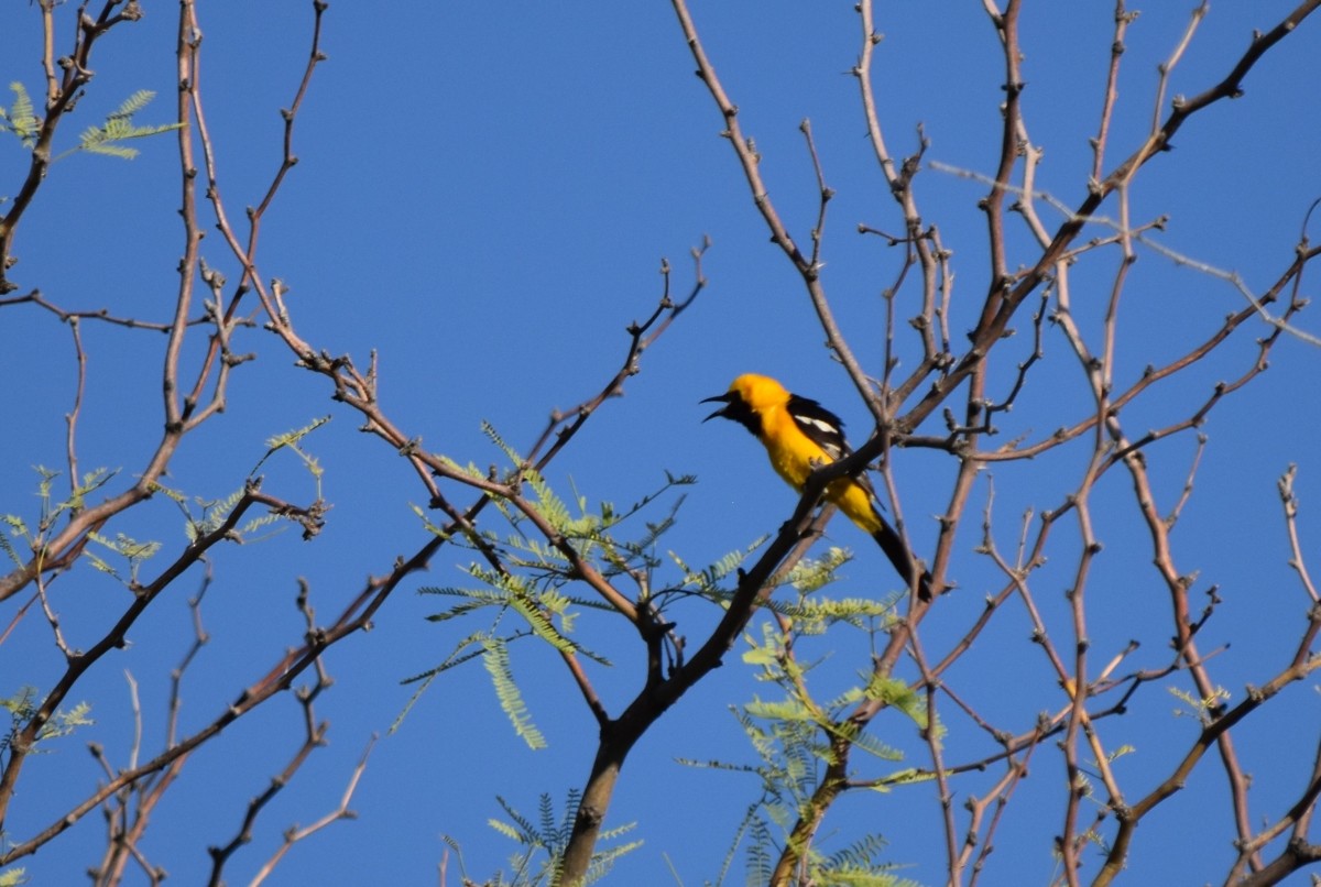 Hooded Oriole - ML620618627