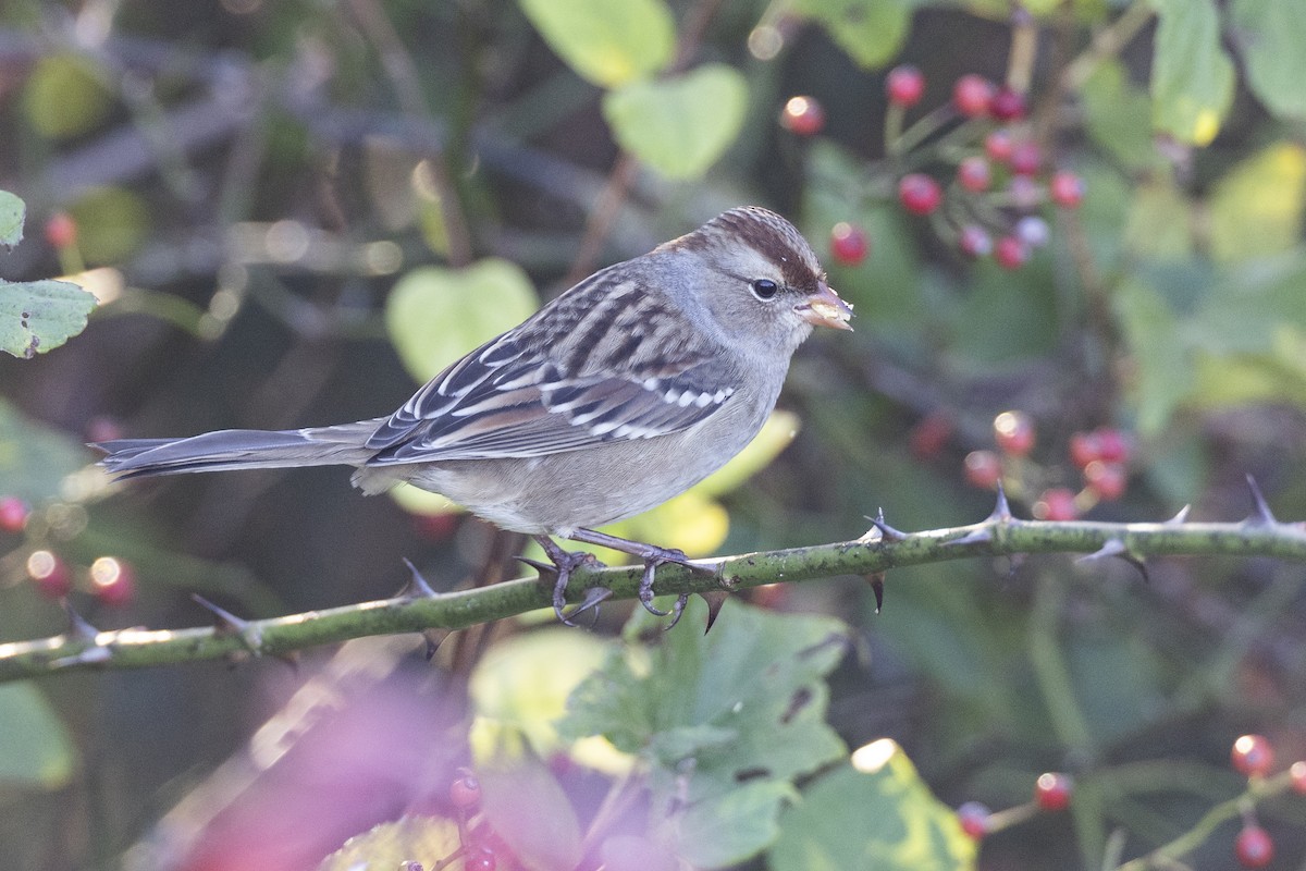 White-crowned Sparrow (Dark-lored) - Michael Stubblefield