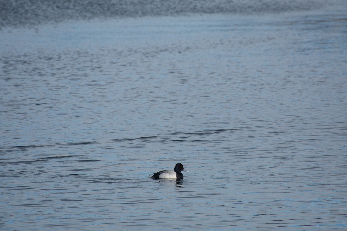 Lesser Scaup - ML620618630