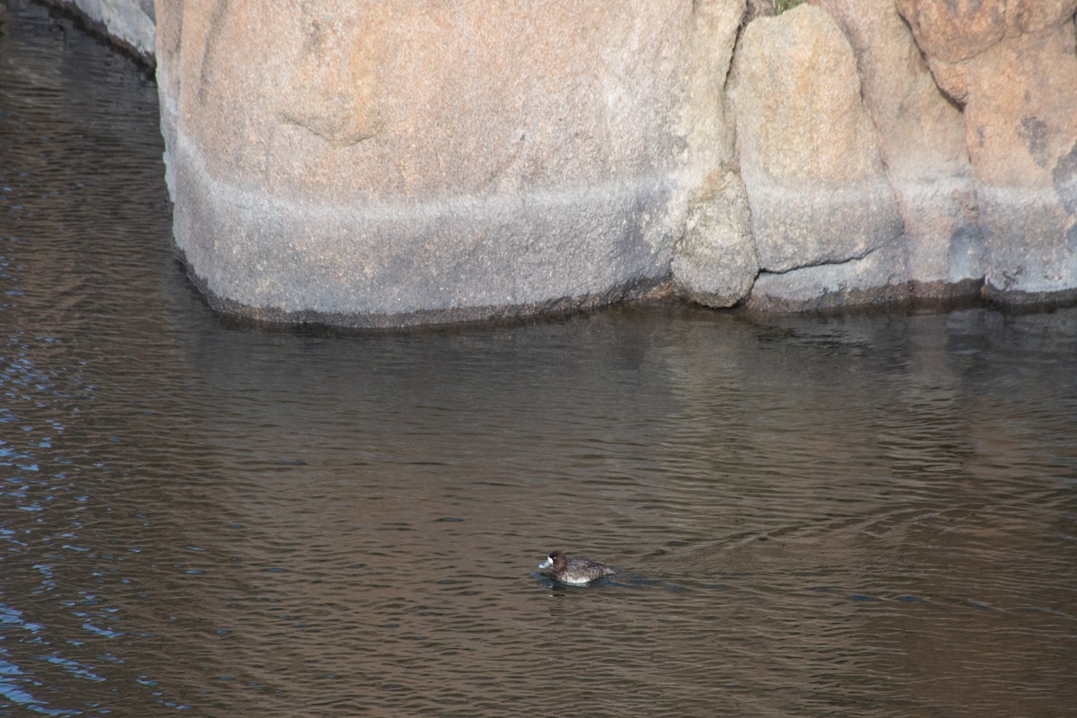 Lesser Scaup - ML620618632