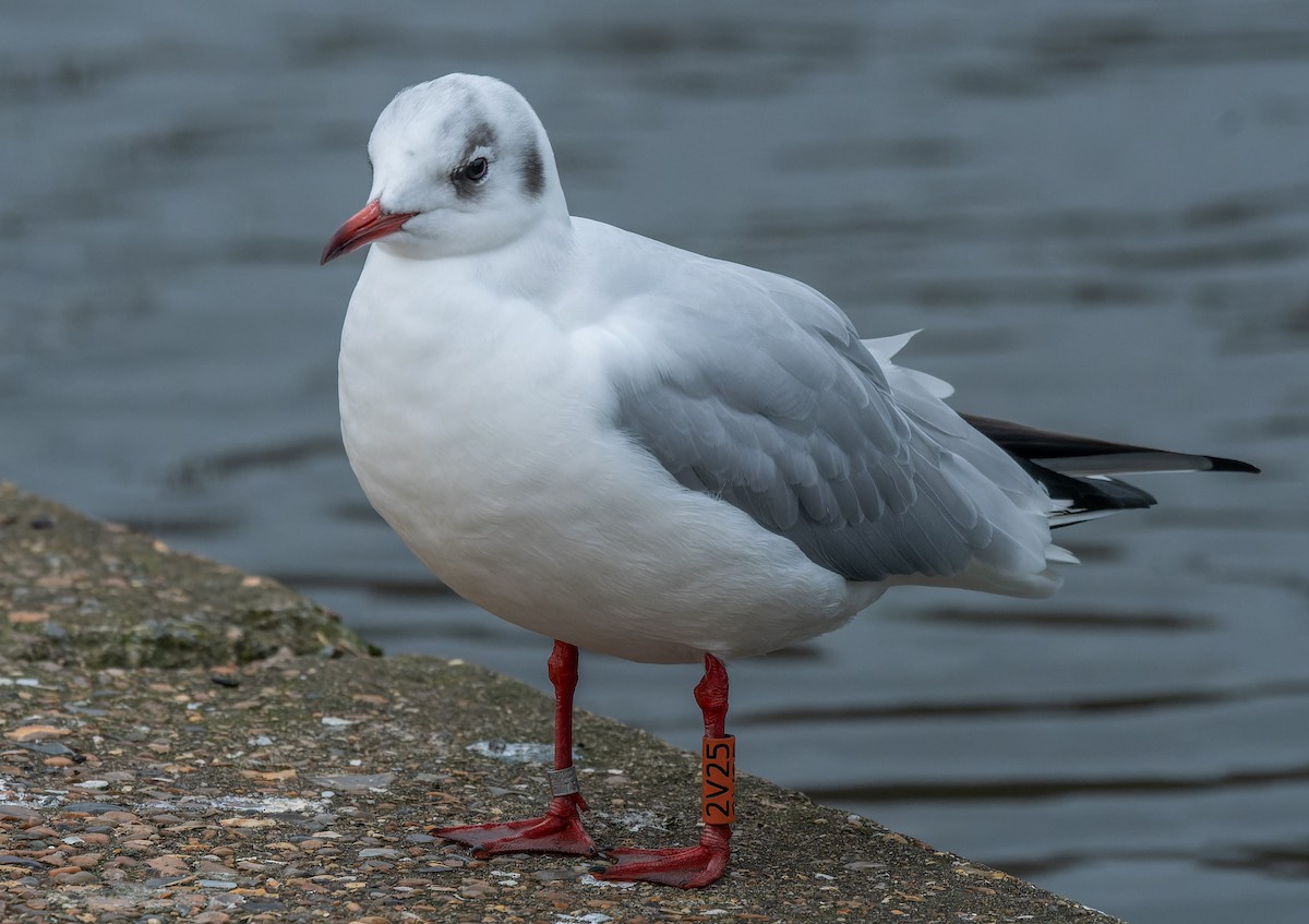 Mouette rieuse - ML620618636