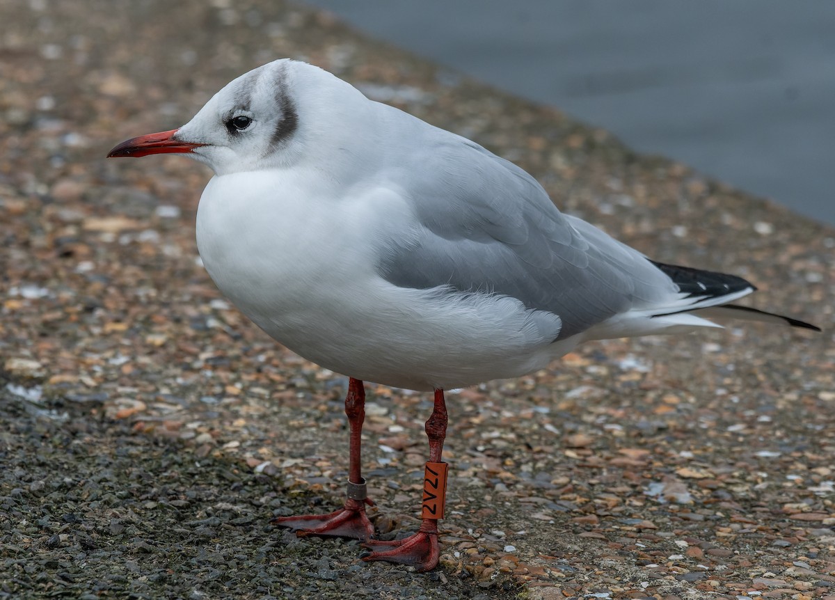 Mouette rieuse - ML620618637
