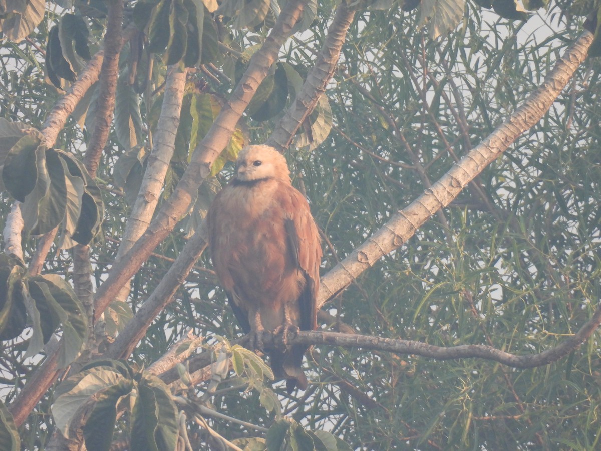 Black-collared Hawk - ML620618641