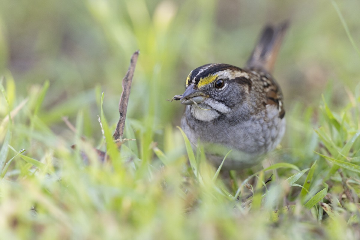 White-throated Sparrow - Michael Stubblefield