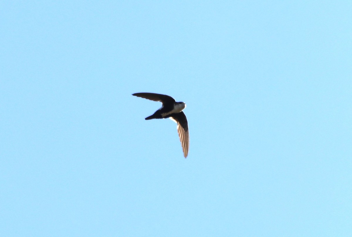 White-throated Swift - "Chia" Cory Chiappone ⚡️