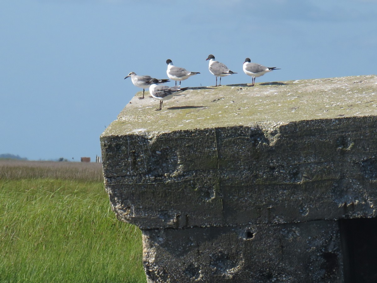 Laughing Gull - ML620618645