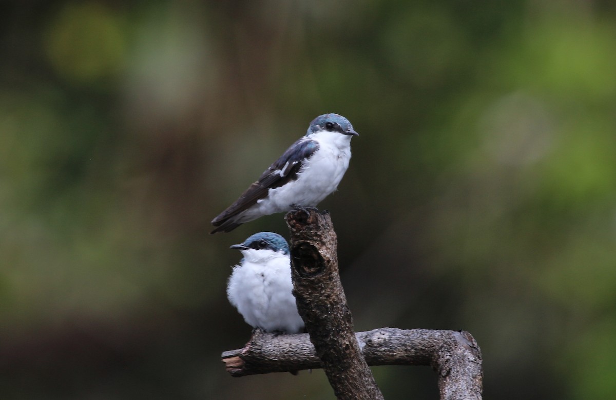 White-winged Swallow - ML620618647