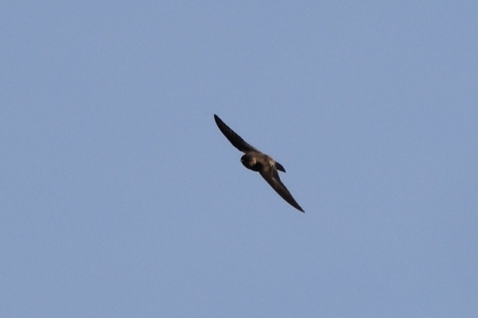 Southern Rough-winged Swallow - ML620618653