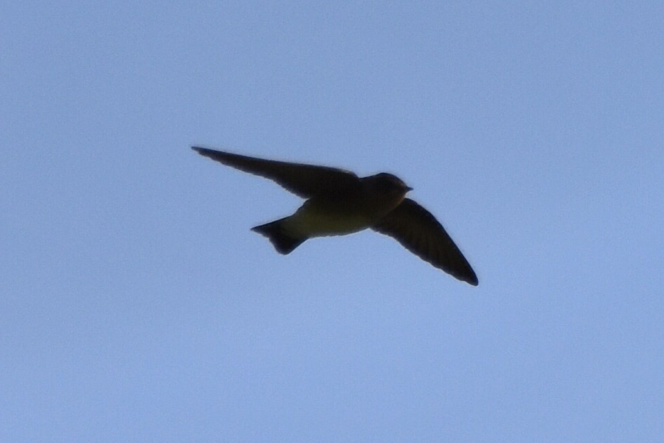 Southern Rough-winged Swallow - ML620618654