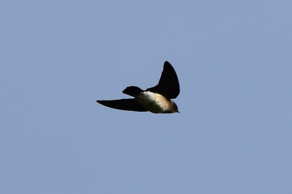 Southern Rough-winged Swallow - ML620618655