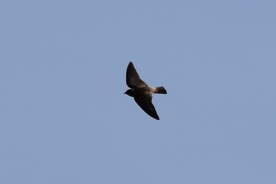 Southern Rough-winged Swallow - ML620618656