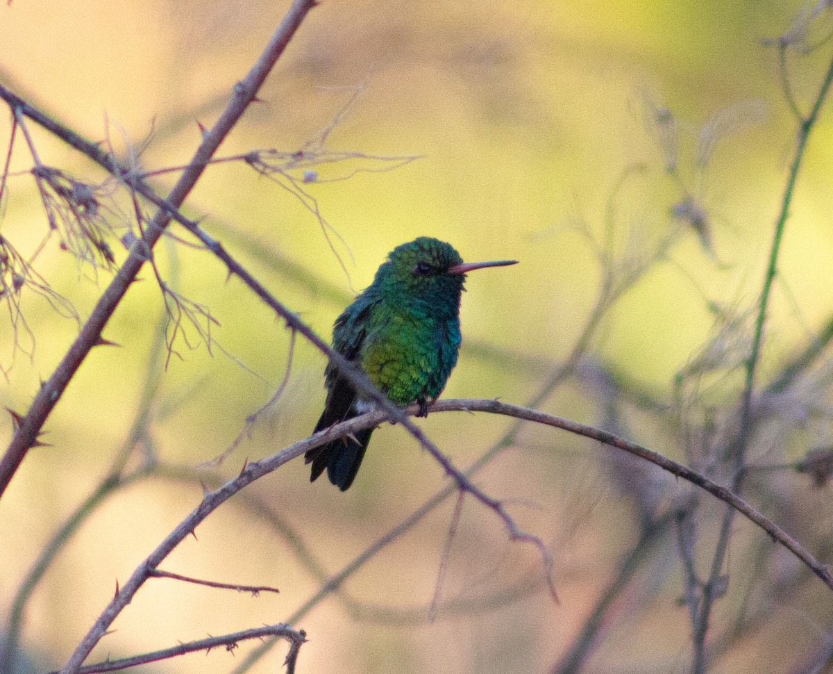 Glittering-bellied Emerald - ML620618657