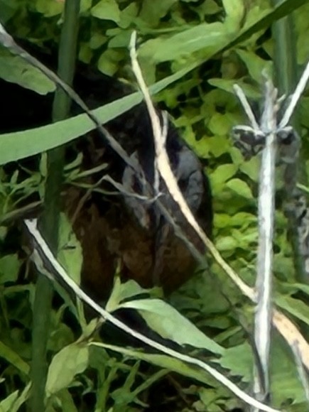 Virginia Rail - ML620618658