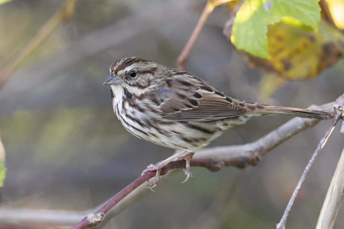 Song Sparrow (melodia/atlantica) - ML620618661