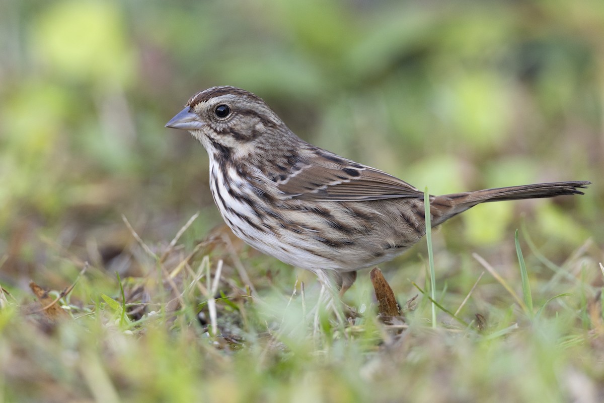 Song Sparrow (melodia/atlantica) - ML620618663