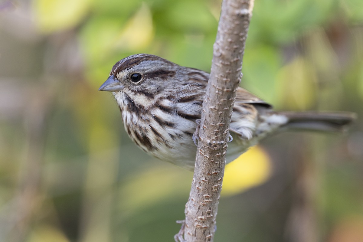 Song Sparrow (melodia/atlantica) - ML620618665