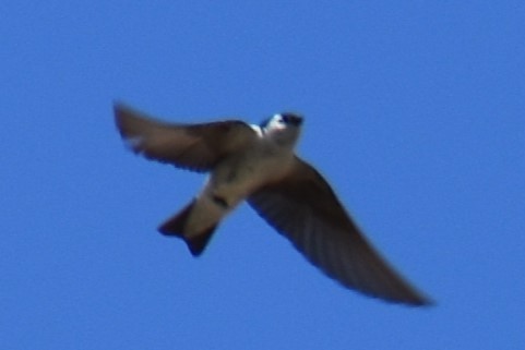 Violet-green Swallow - ML620618668