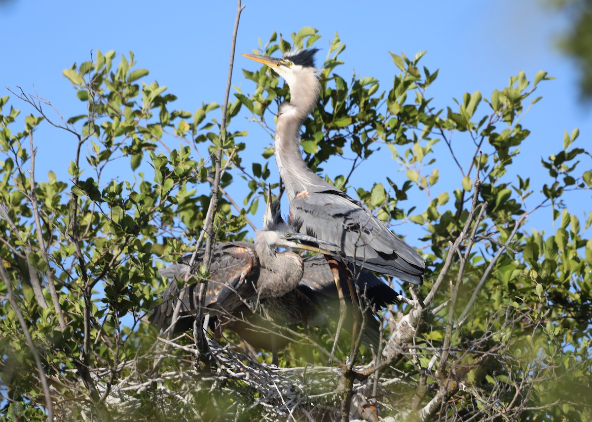 Garza Azulada (grupo herodias) - ML620618670