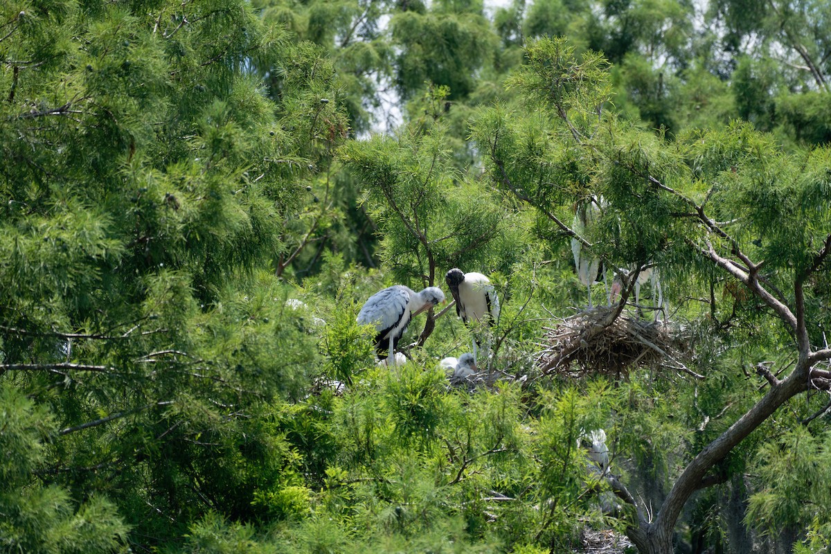 Wood Stork - ML620618671