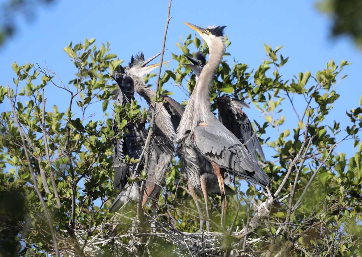 Garza Azulada (grupo herodias) - ML620618673